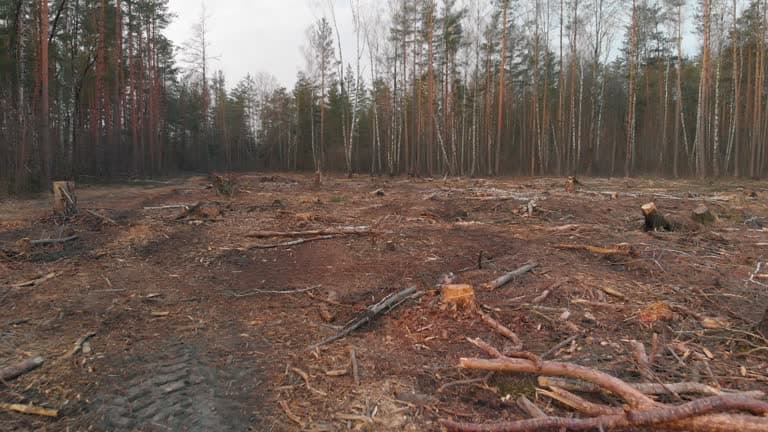 Open land after tree clearing completed