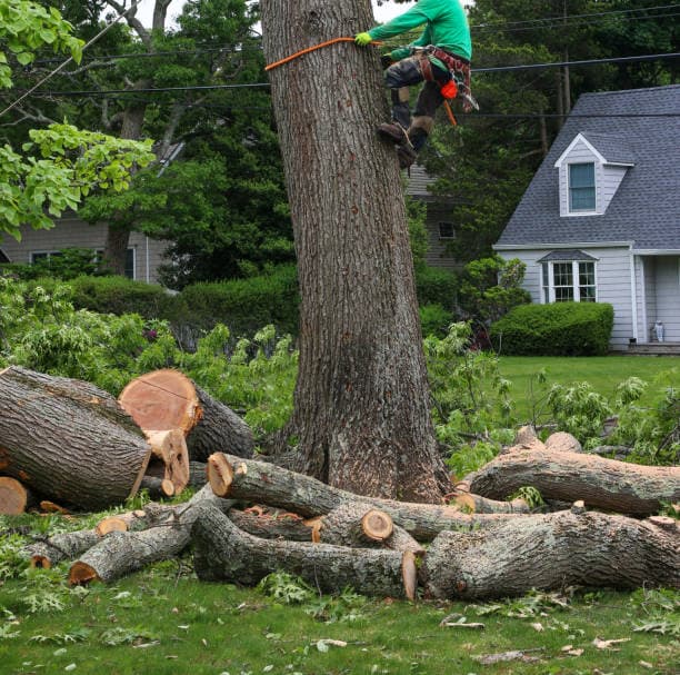 Tree safely removed beside residential home