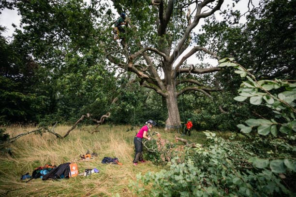 Tree climber using rope to cut high branches